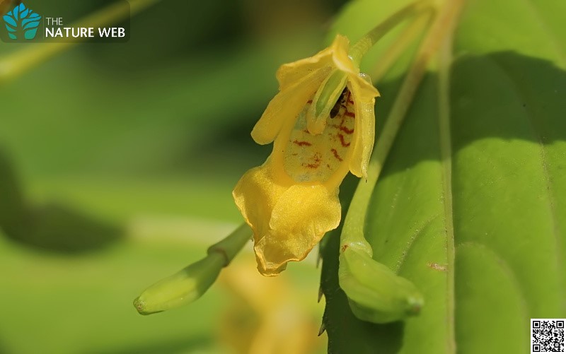 Dalzell's Yellow Balsam